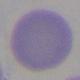 Descripcin: Macintosh HD:Users:antoni:UIB:Bases de Dades Recerca:Version 2:erythrocytesIDB1:individual cells:circular:c0001.jpg