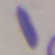 Descripcin: Macintosh HD:Users:antoni:UIB:Bases de Dades Recerca:Version 2:erythrocytesIDB1:individual cells:elongated:e0001.jpg