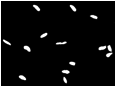 Descripcin: Macintosh HD:Users:antoni:UIB:Bases de Dades Recerca:Version 2:erythrocytesIDB2:01erythrocytesIDB2:mask-elongated.jpg